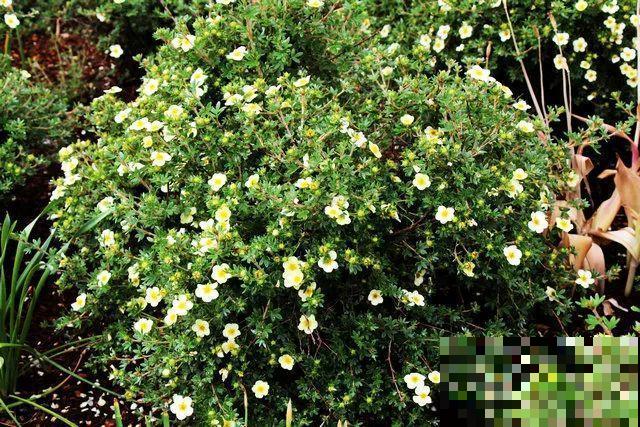 这花长得像大虾，看着就很有食欲，可在东北人这都是“苞米”！
