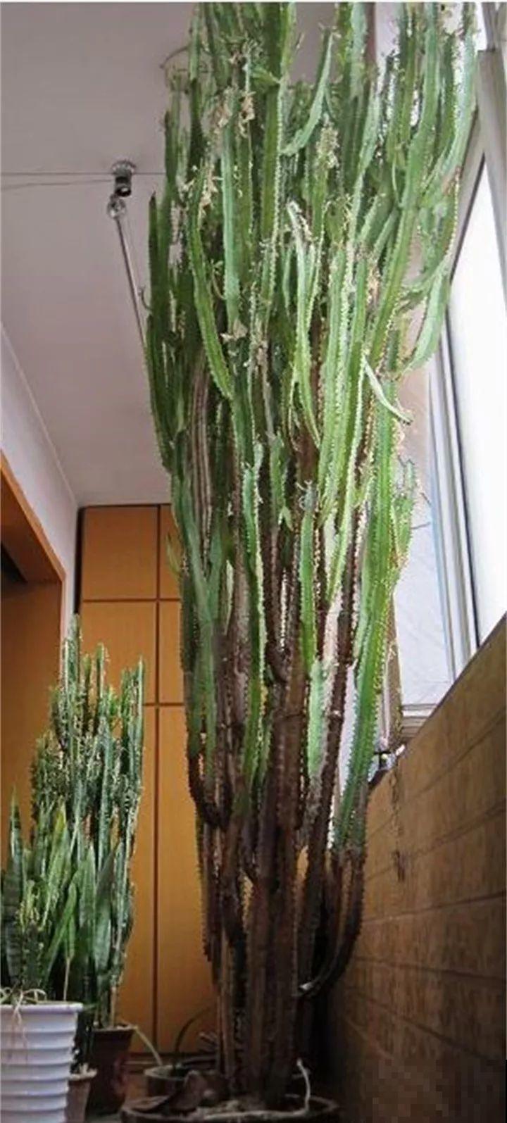 90岁老奶奶，用30年养出牡丹树王，长得比房顶还高！