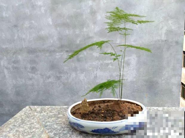 9月快上壮花肥，10天撒一把，新芽蹭蹭往外长！