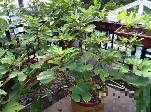 无花果结完果就不管了？明年别想有好果子吃，除非做到这几件事！