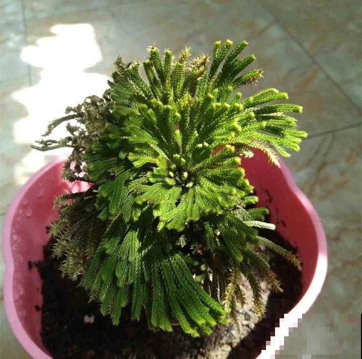 80种耐阴花，光线不好照样养的活，新手的救星！
