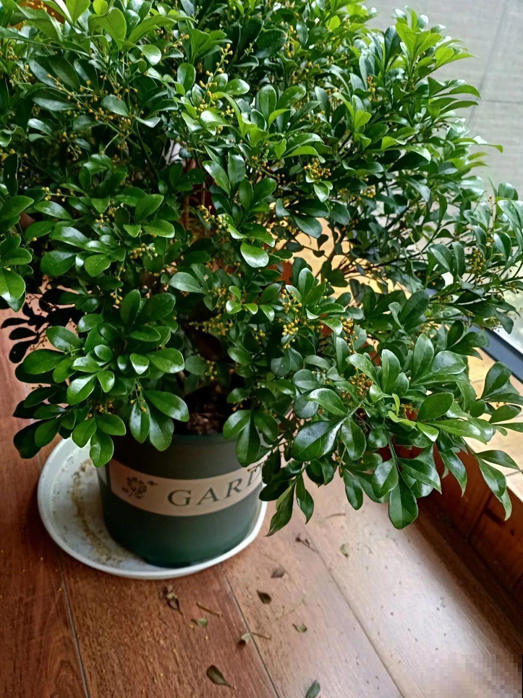 30种常见花的夏季浇水方法，告别烂根黄叶，养花无忧！
