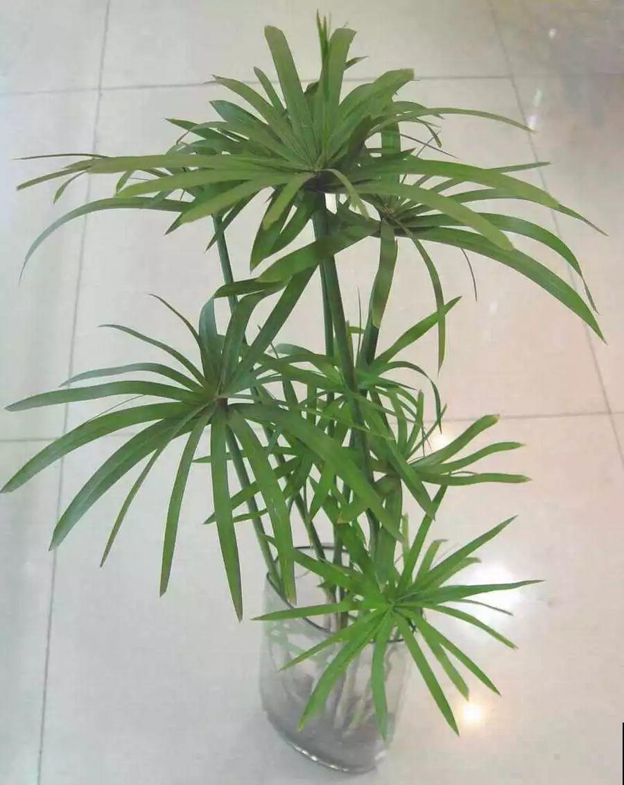 这花就得多喝水，1天1瓢水，轻轻松松养爆盆！