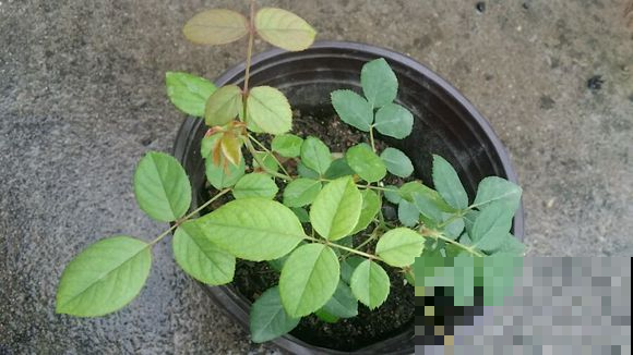 月季黄叶萎蔫，不仅仅是因为高温，再不救，一片叶子也不保！