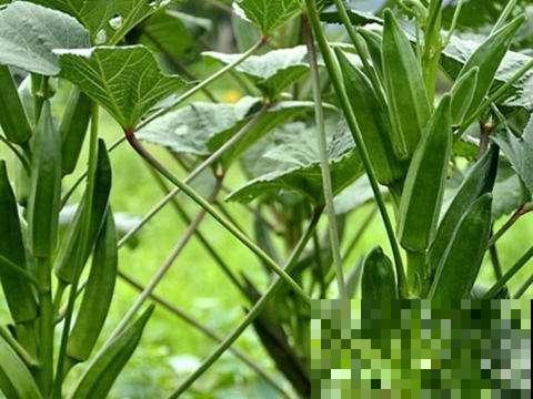 这么种植秋葵，叶子呼呼长，关键还能一茬接一茬的摘！