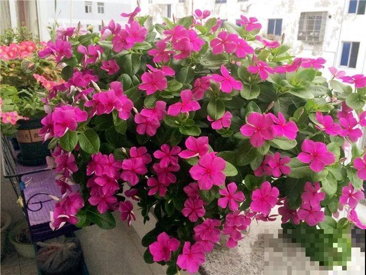 特干净的5种花，不招虫、没病害，家里养盆贼省事！