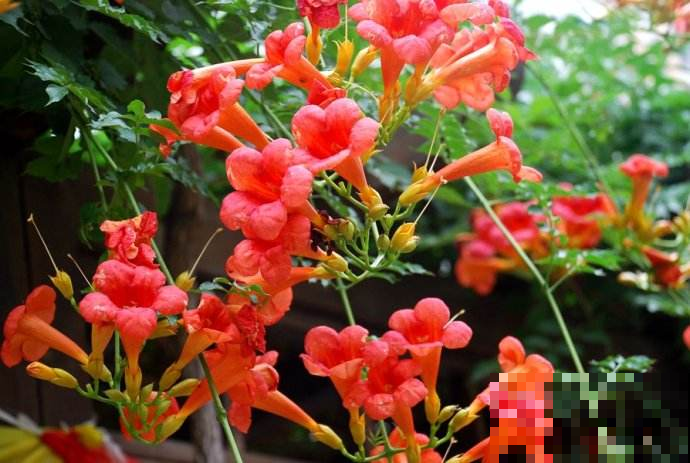 这6种花，都是迎着烈日开放，公园路边经常见！