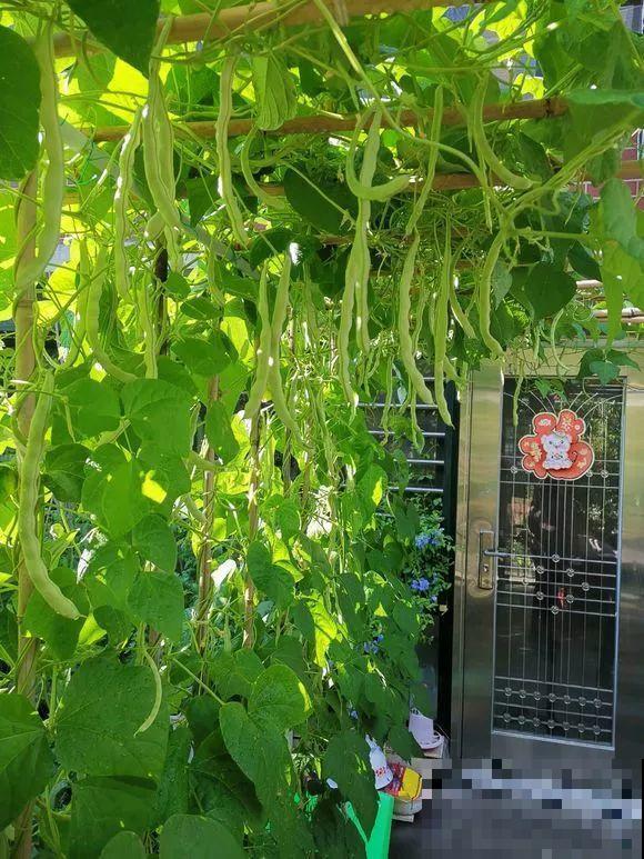 羡慕家里有小菜园的，盛夏季节，通通都爆发！