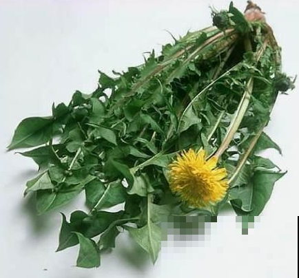这几大野草，懂的人拿它当个宝，不懂的人当杂草！