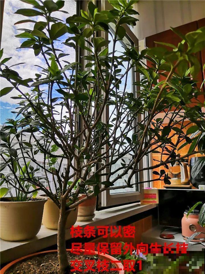 8月养花，头等大事就是修剪，剪的及时，明年坐等爆花！