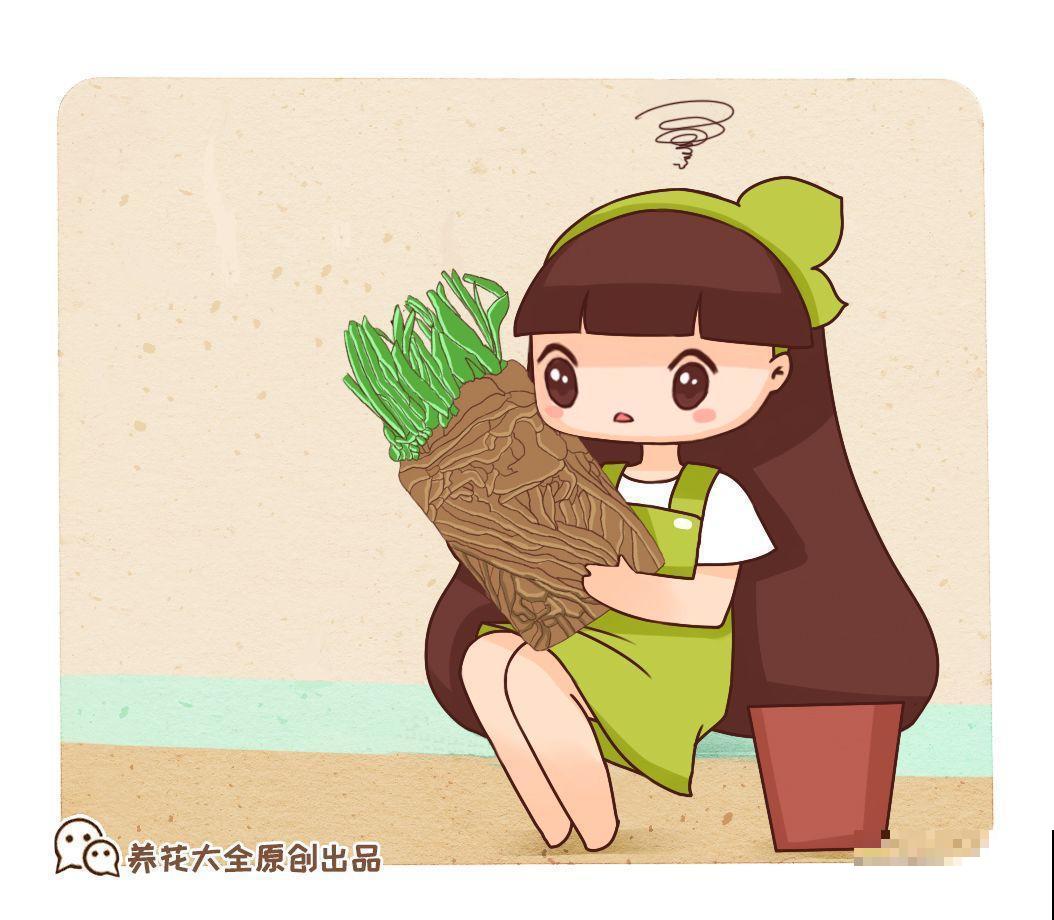 家里有这8种花，现在最容易死，别乱浇水！