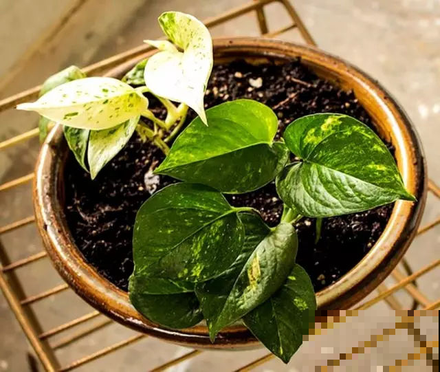 铜钱草越养越瘦？别水培了，扔土里秋天长成“大荷叶”！