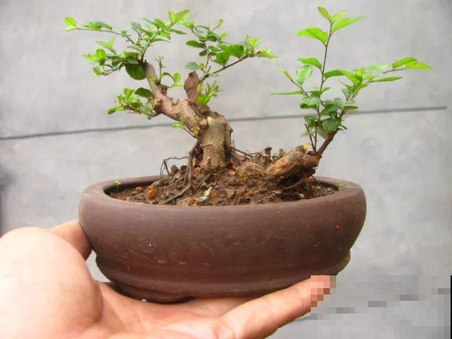 这花巴掌大，盆越小越挤，长得越旺盛！