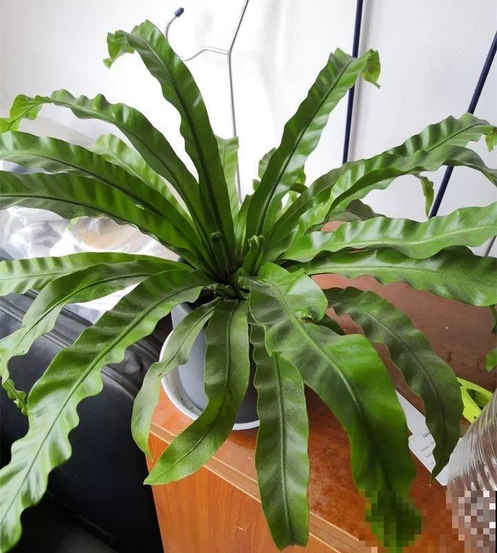 80种耐阴花，光线不好照样养的活，新手的救星！