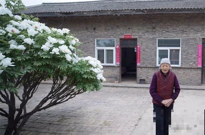 90岁老奶奶，用30年养出牡丹树王，长得比房顶还高！