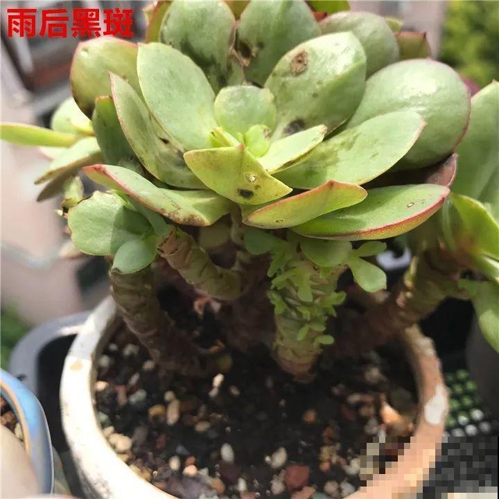 这6种花都有一个不能淋雨的习惯，长斑不说，整株都会烂掉！