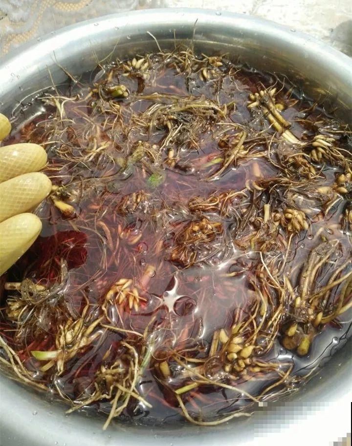 这花太能长，5年生了10麻袋，送人都送不完完！