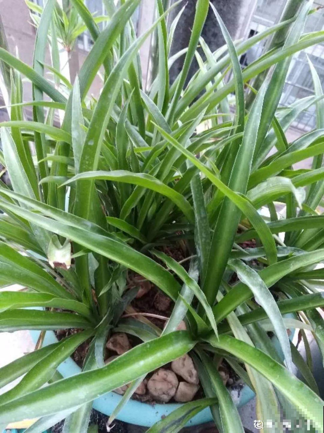 这花特耐阴，晾衣杆上挂起来养，越养越爆盆！