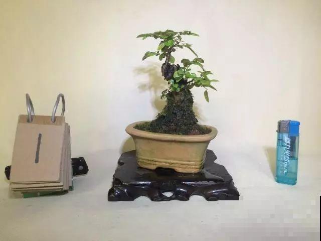这花巴掌大，盆越小越挤，长得越旺盛！