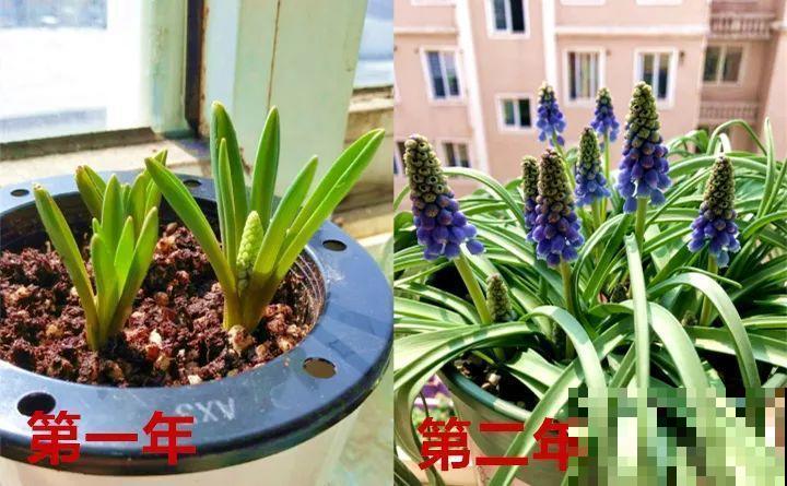 今年养盆便宜花，明年丰收一大筐，省了不少钱！
