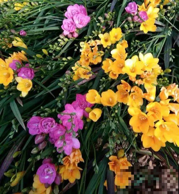 扔在门口的“韭菜”，竟然开出小百合，这花也太低调了！