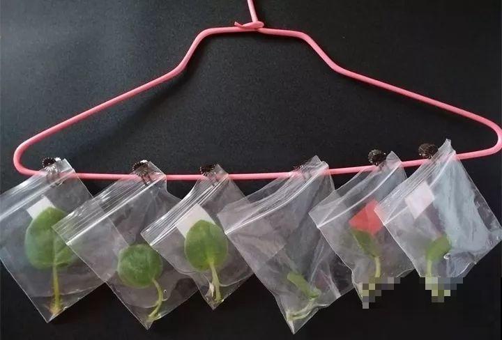 10种花扦插技巧，没事的时候插两盆，多到阳台都放不开！