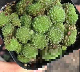 这5种多肉最难养，夏天还没过完就挂，新手慎入！