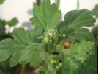 秋天想要赏菊花？现在就得治好黄叶，不然且等着吧！
