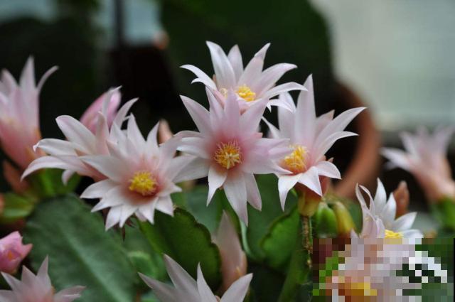 真昙花一次开一两朵，假昙花却能开100朵，怪不得都去抢这假货！