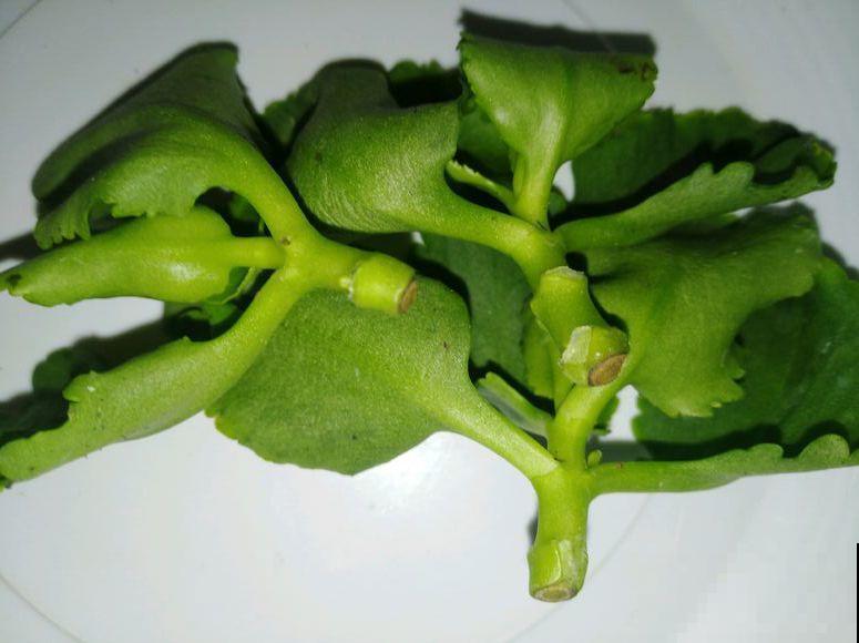 入秋就养这种花，剪一刀满头冒花苞，一开大半年！