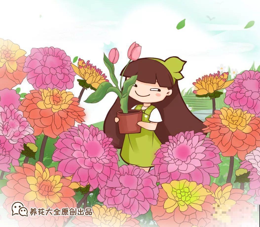这花超耐旱，现在不能多浇水，浇越多死越快！