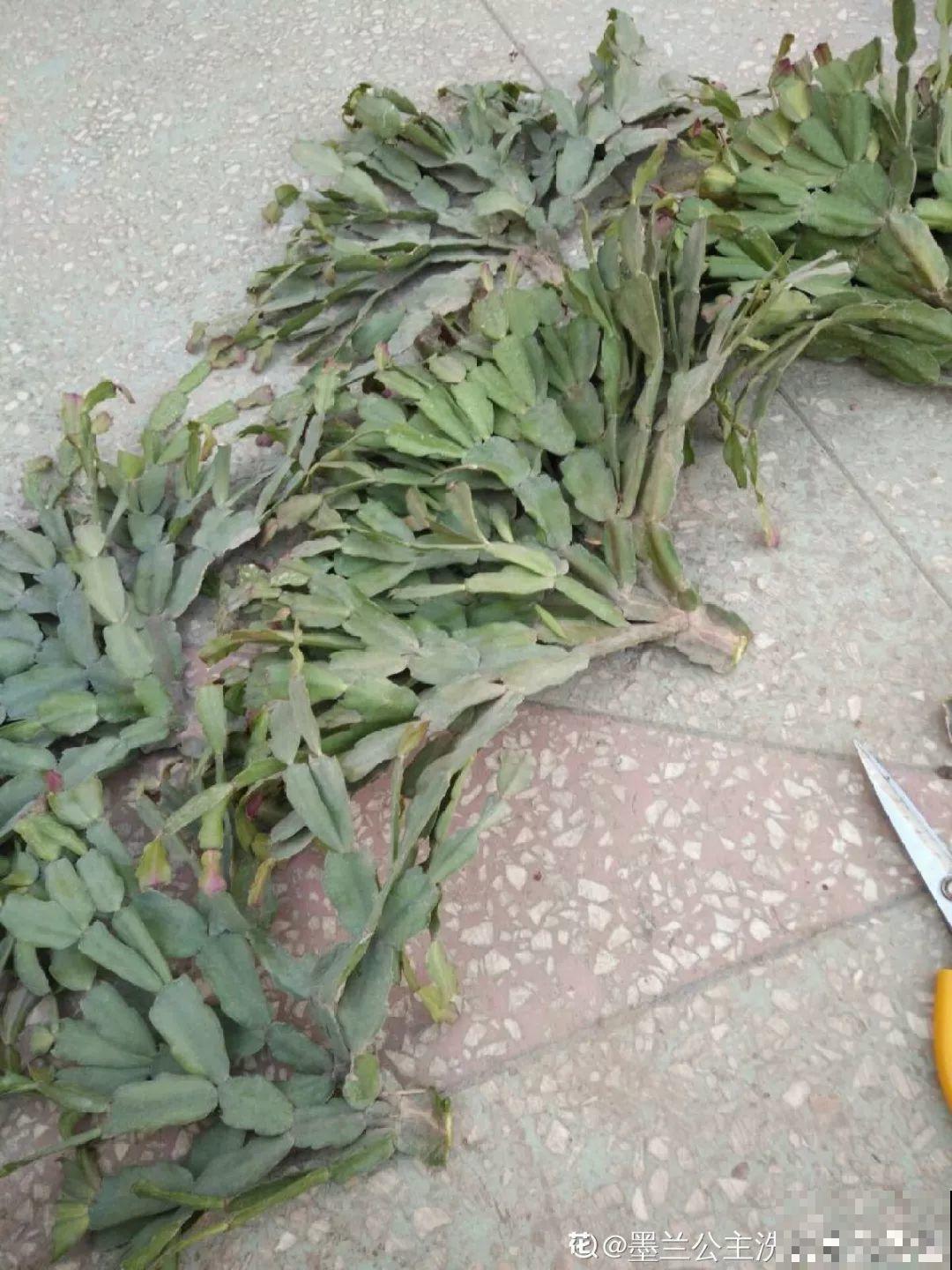 家里有这8种花，现在最容易死，别乱浇水！
