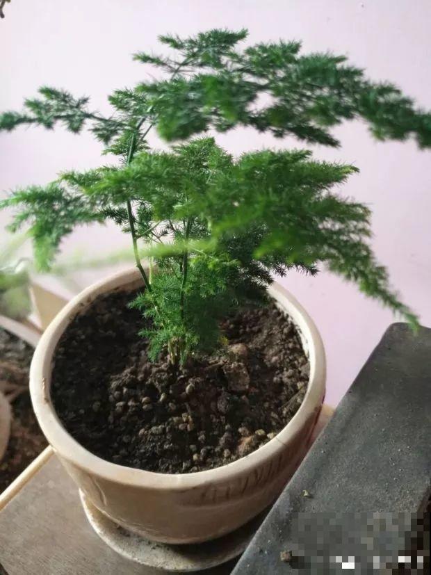 9月快上壮花肥，10天撒一把，新芽蹭蹭往外长！