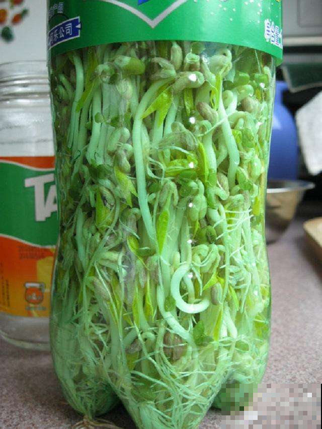 扔了这么多年的塑料瓶，拿来养花一级棒，亏大了！