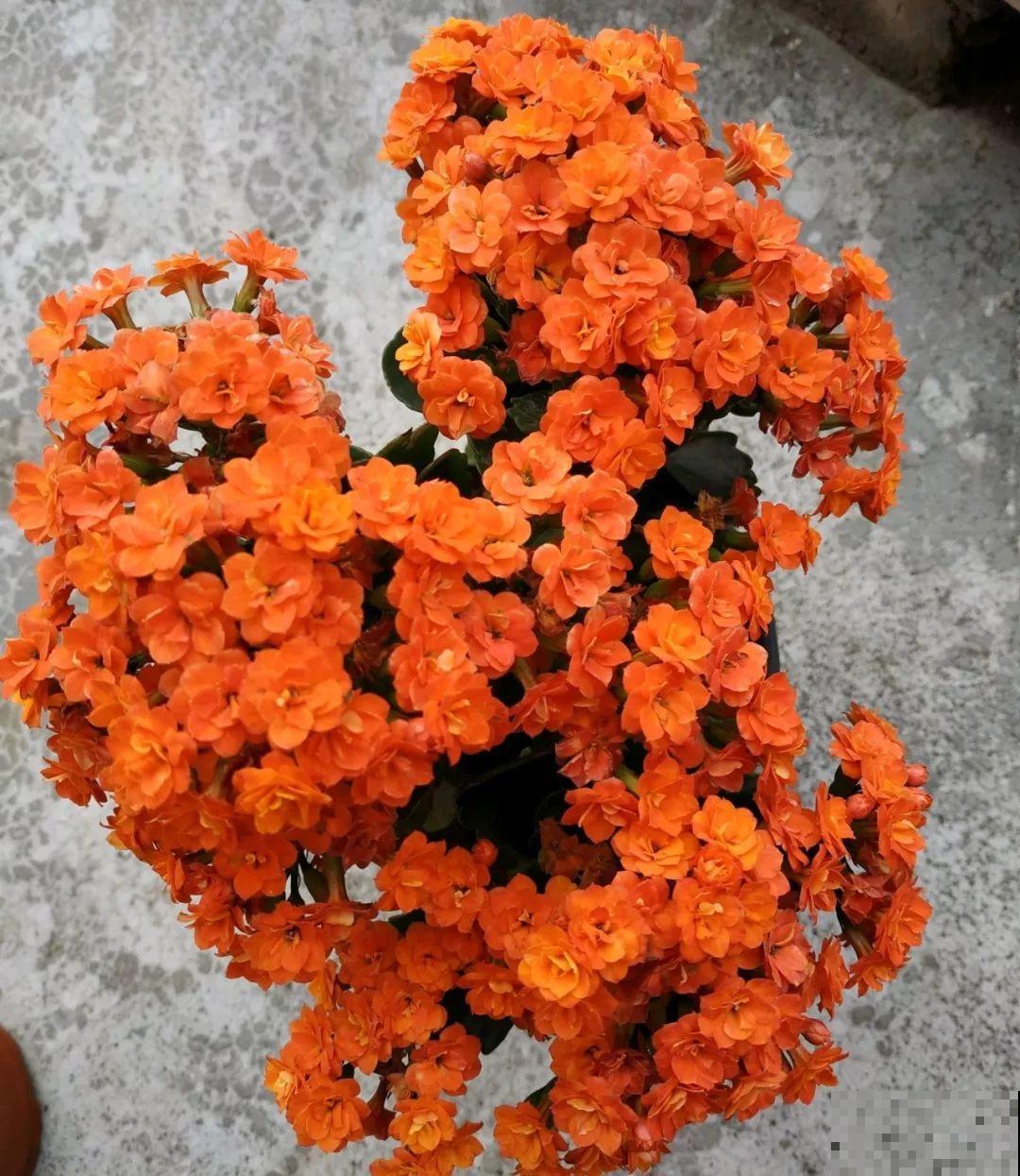 入秋就养这种花，剪一刀满头冒花苞，一开大半年！