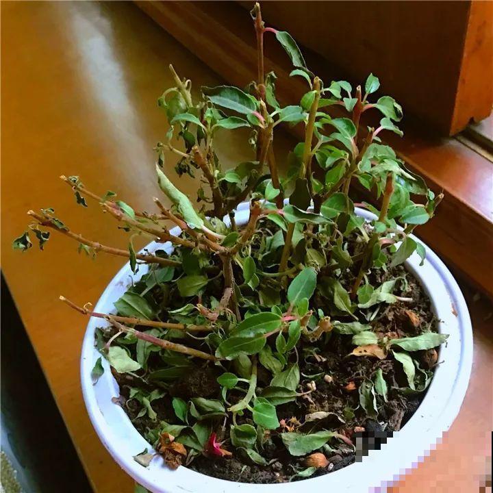 这6种花都有一个不能淋雨的习惯，长斑不说，整株都会烂掉！