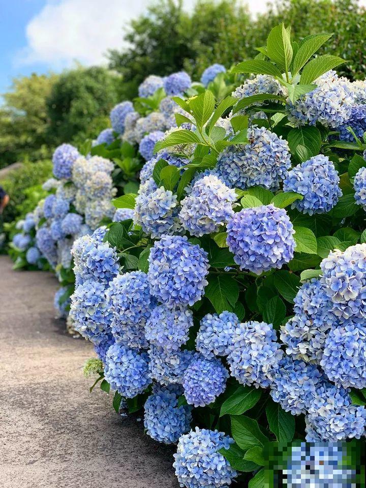 老了以后能干啥？有个小院种种花，悠闲自在！