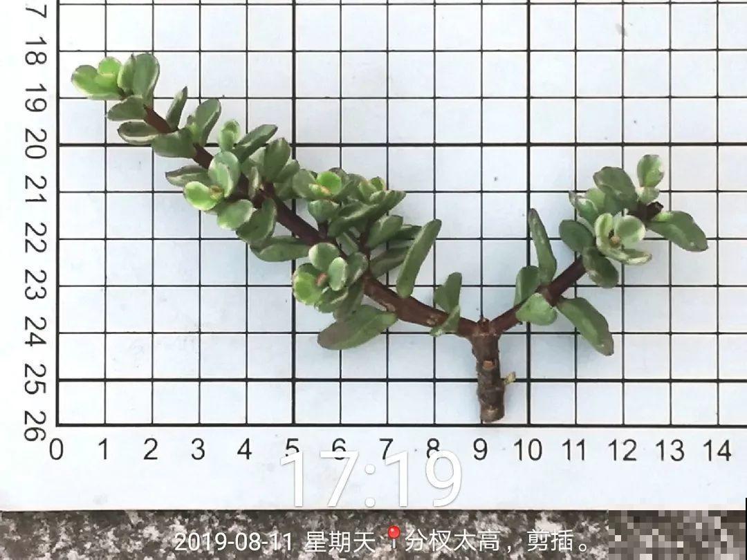 马齿苋长成树，喷点它，颜色鲜艳卖出了好价钱！