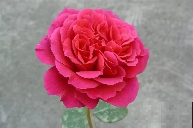 这花一年能开8个月，开完剪，剪完开，养花人都爱它！