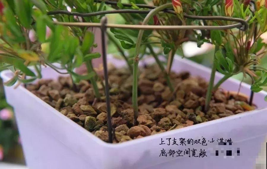 这花埋土里，不用剪就开爆，来年挖出来种球数翻10倍！