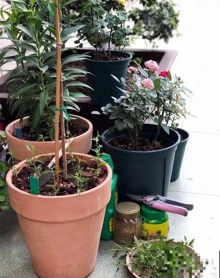 这花真强悍，剪一茬开一茬，大半年都开花！