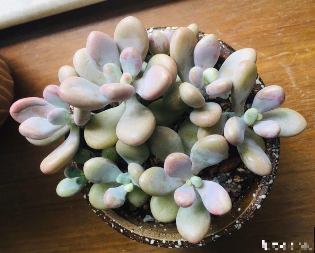 买多肉也别买这几种，回家养2天就不行了，白花钱！