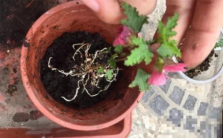 这8种花，拿棍子一绑凹个造型，身价嗖嗖往上翻！