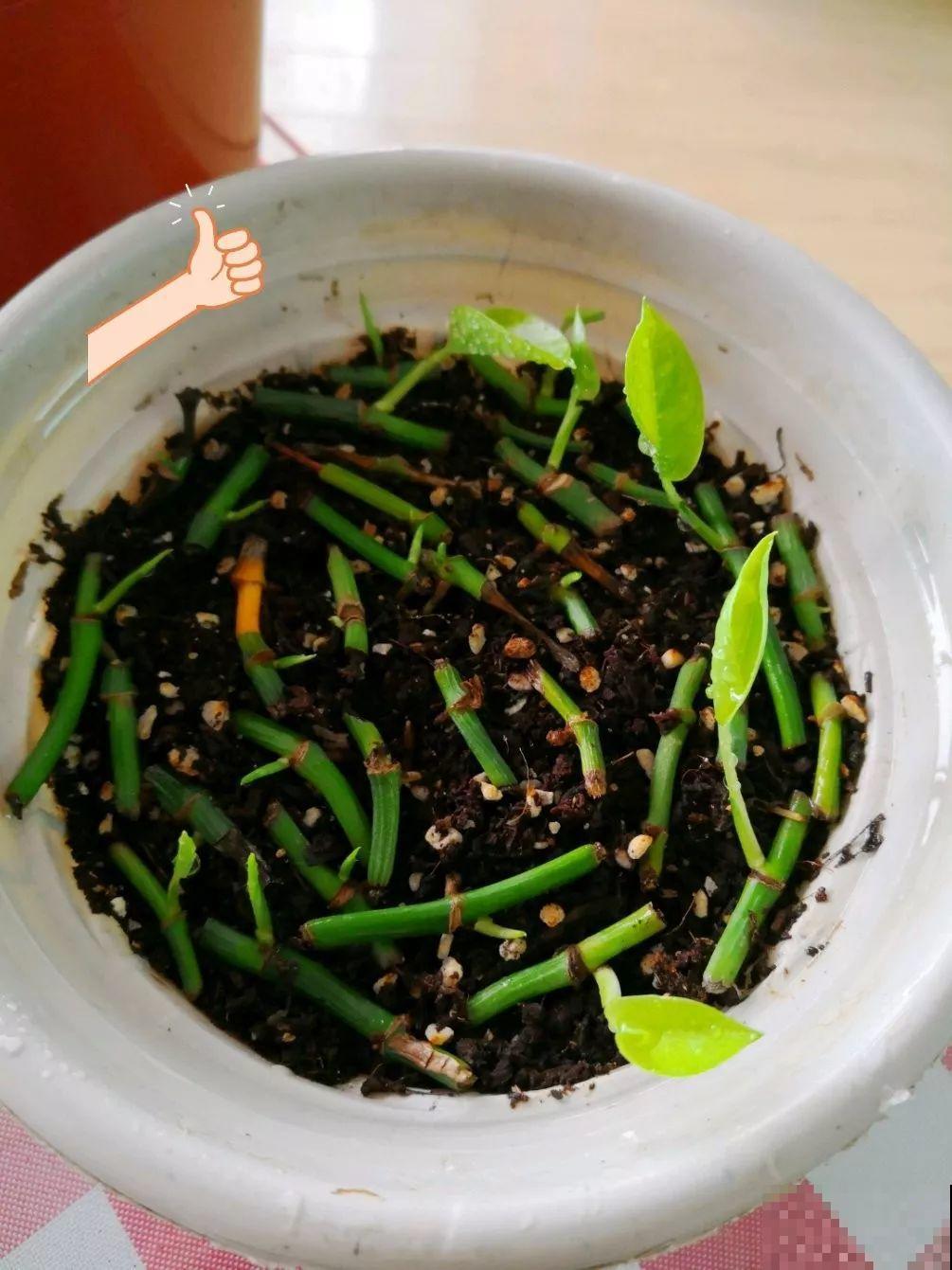 夏天养花不注意防晒，变黑长斑，小心最后只能收空盆！