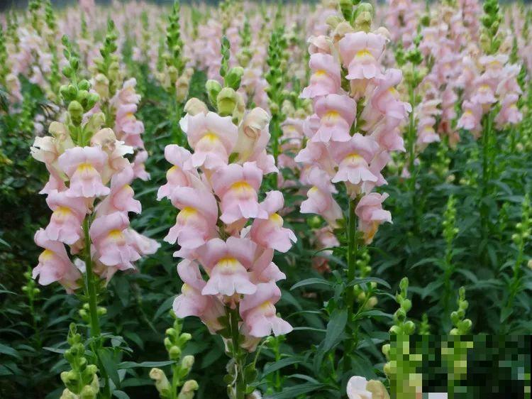 这花长得像大虾，看着就很有食欲，可在东北人这都是“苞米”！