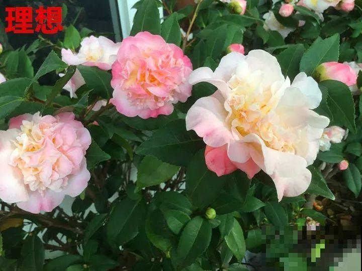 这10种花，年年收空盆，没点经验还真不敢养！