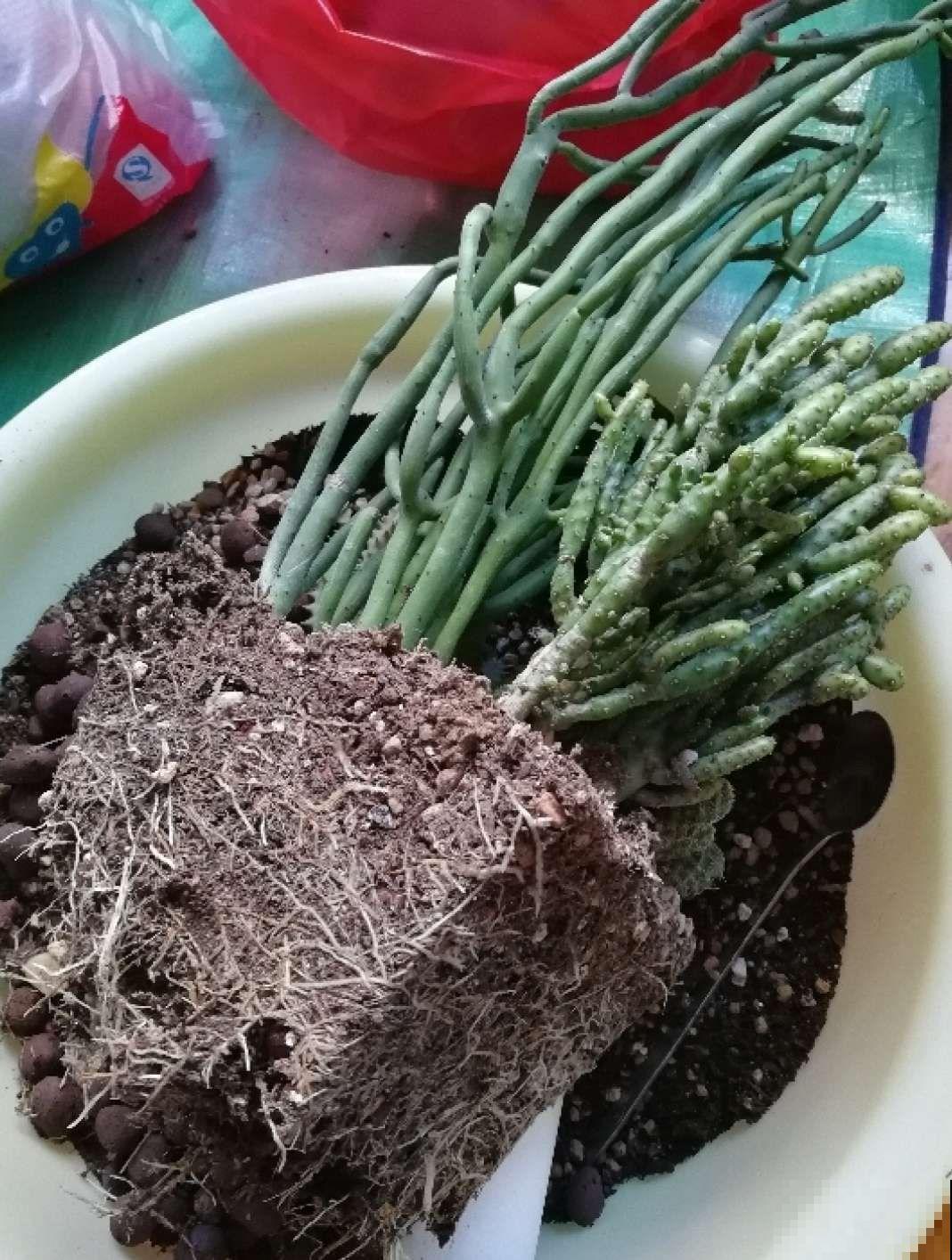 拿针扎佛珠？都是手贱惹的祸，怪不得都烂了！