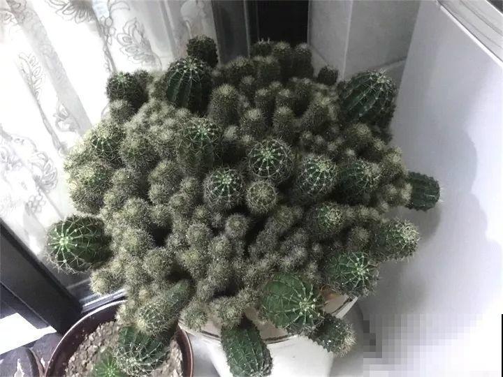 90岁老奶奶，用30年养出牡丹树王，长得比房顶还高！