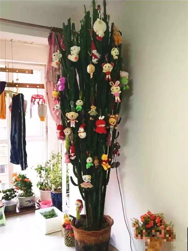 90岁老奶奶，用30年养出牡丹树王，长得比房顶还高！