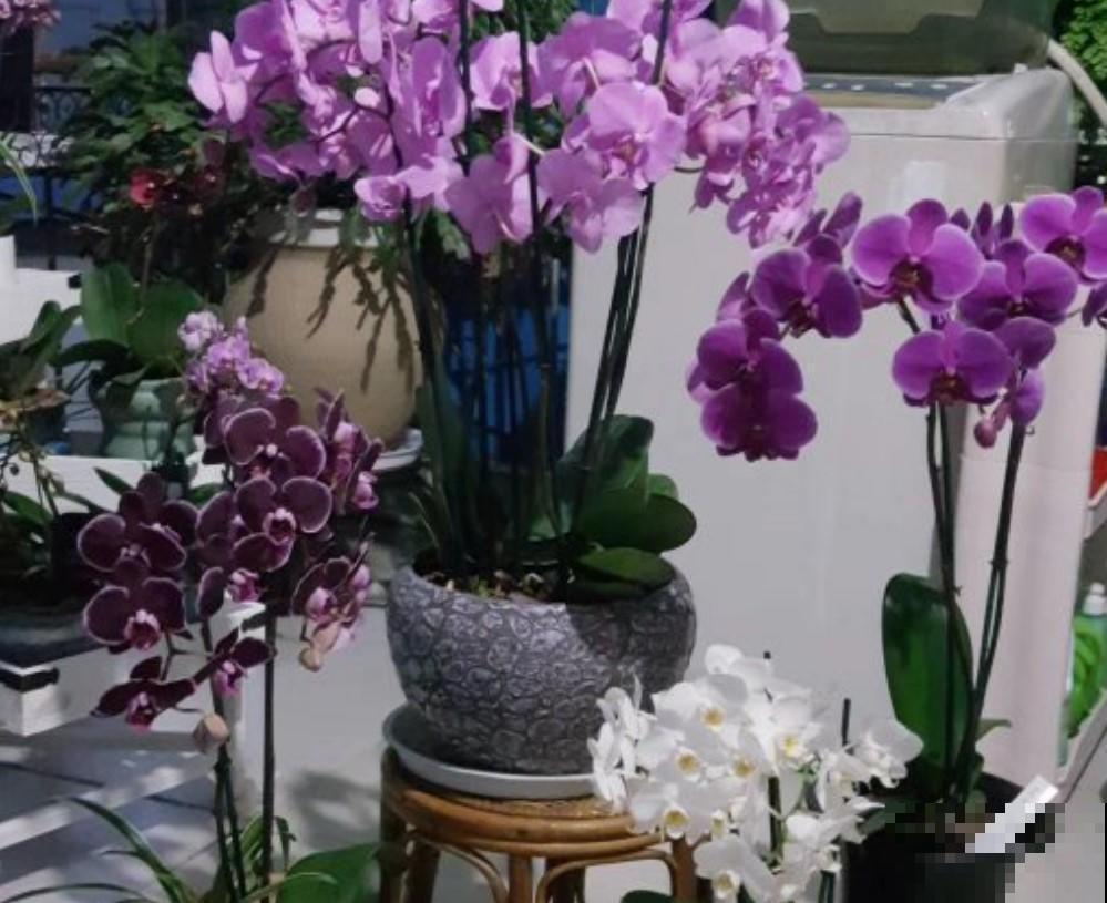 耐冻的花卉，你们家里养了那些？